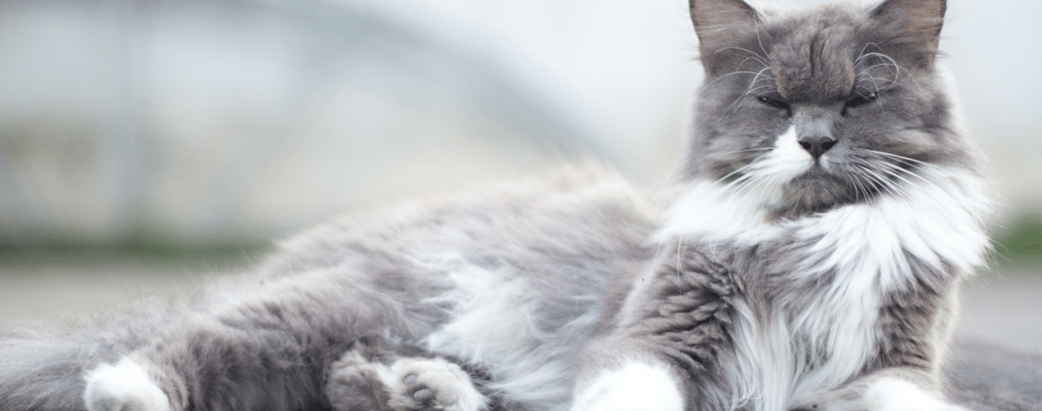 Understanding your feline friend