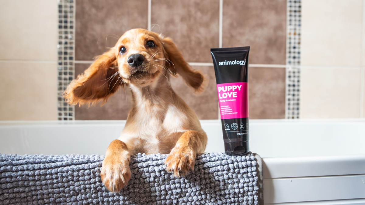 What Age Can You Bath A Puppy