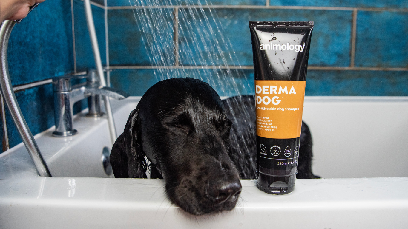 How to Care for a Dog with Sensitive Skin