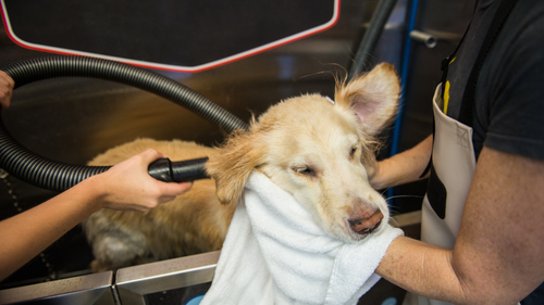 How to Get Rid of Wet Dog Smell (Without Harsh Chemicals)