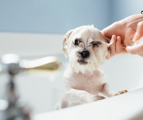 How to introduce your puppy to baths