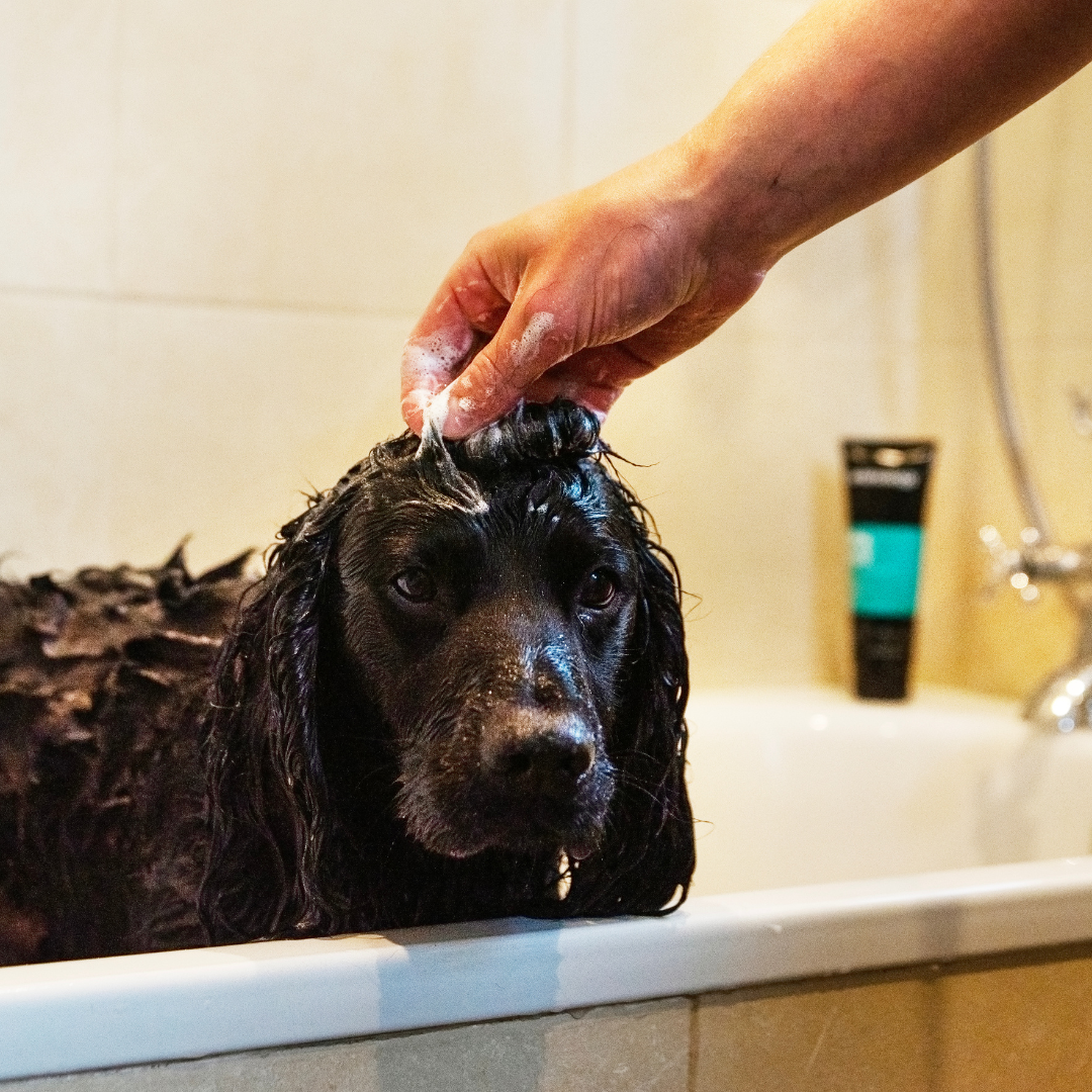 Keep Your Dog Happy and Healthy with Our Essential Grooming Products!