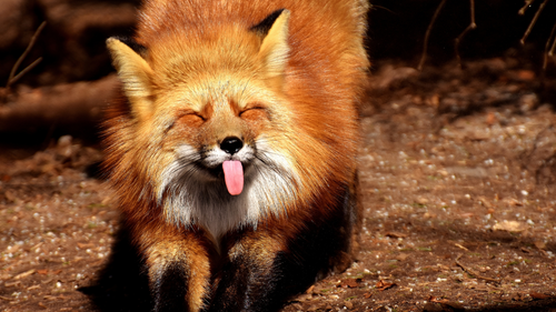Is Fox Poo Dangerous to Dogs?