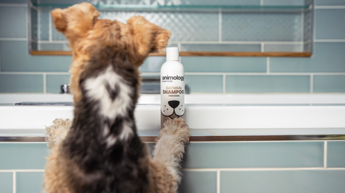 Is Oatmeal Shampoo Good for Dogs?