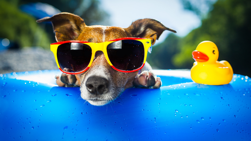 How to Keep Your Dog Safe in the Summer