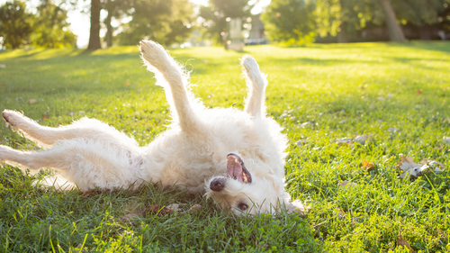 How to Get Rid of Fox Poo Smell on Dogs