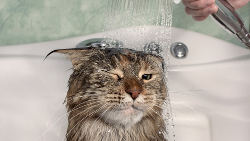 Do Cats Really Need Baths? What Every Cat Owner Should Know