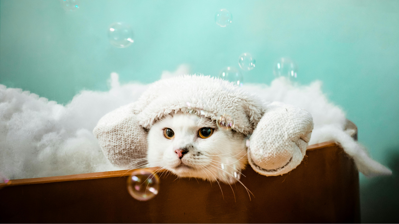 How to Keep Your Indoor Cat Clean & Fresh - No Bath Required