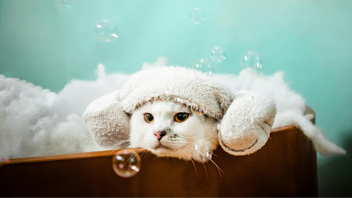 How to Keep Your Indoor Cat Clean & Fresh - No Bath Required