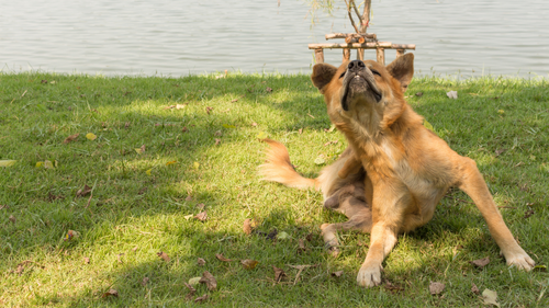 How Did My Dog Get Fleas? (& What to Do About It)