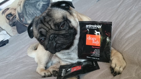 Tried & Tested: Bad Ass Pug Blog