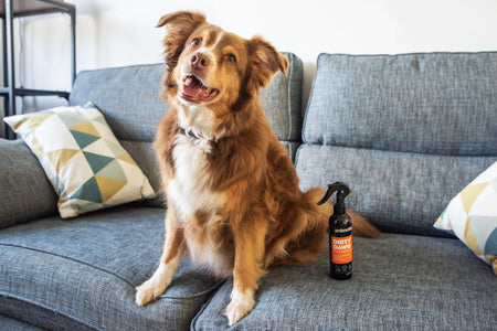 Dog next to the 'Dirty Dawg' Deodorising Dog Spray from Animology.