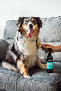 Dog next to the 'Knot Sure' Deodorising Dog Spray from Animology.