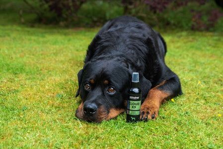 Dog having 'Cloud K9' Fragrance Mist used on them by Animology.