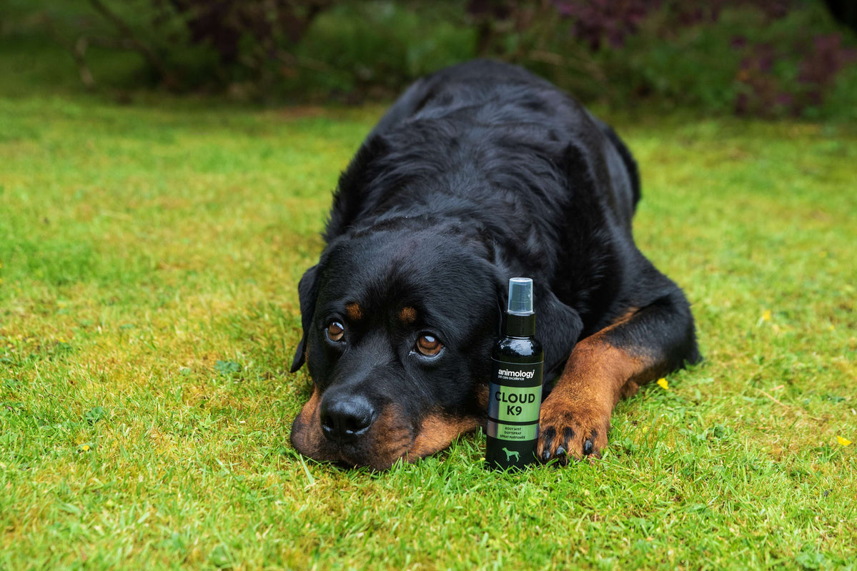 Dog having 'Cloud K9' Fragrance Mist used on them by Animology.