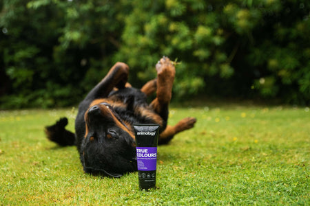 Dog having 'True Colours' being used on them by Animology.