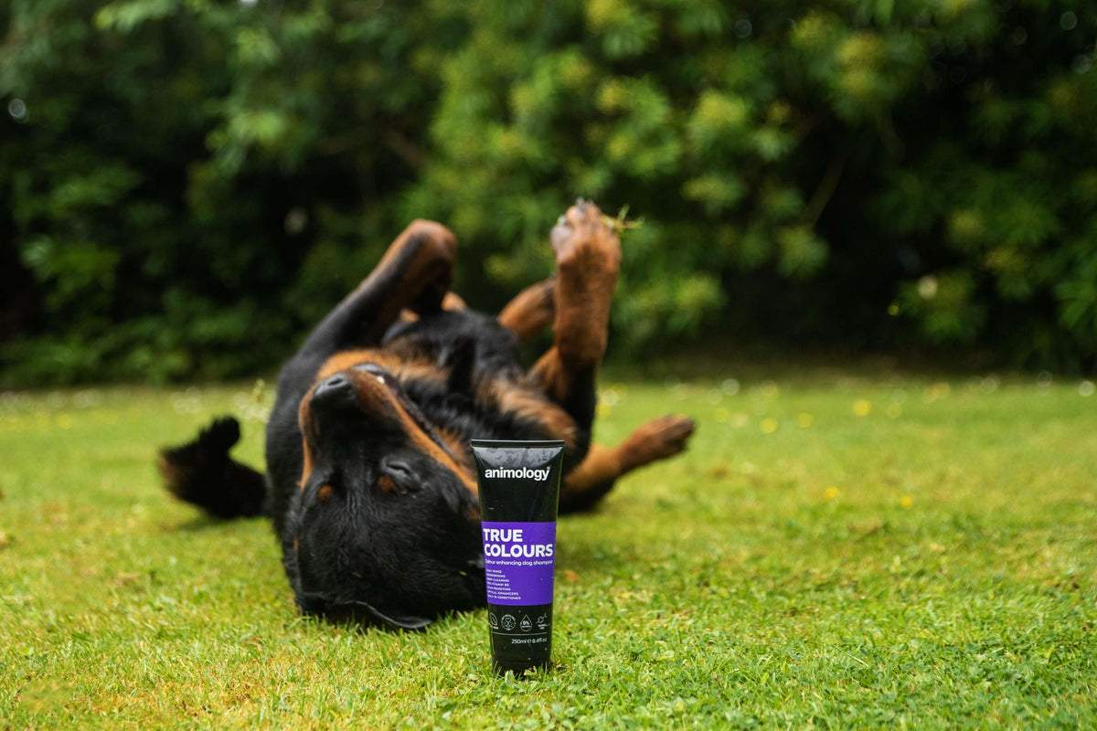 Dog having 'True Colours' being used on them by Animology.