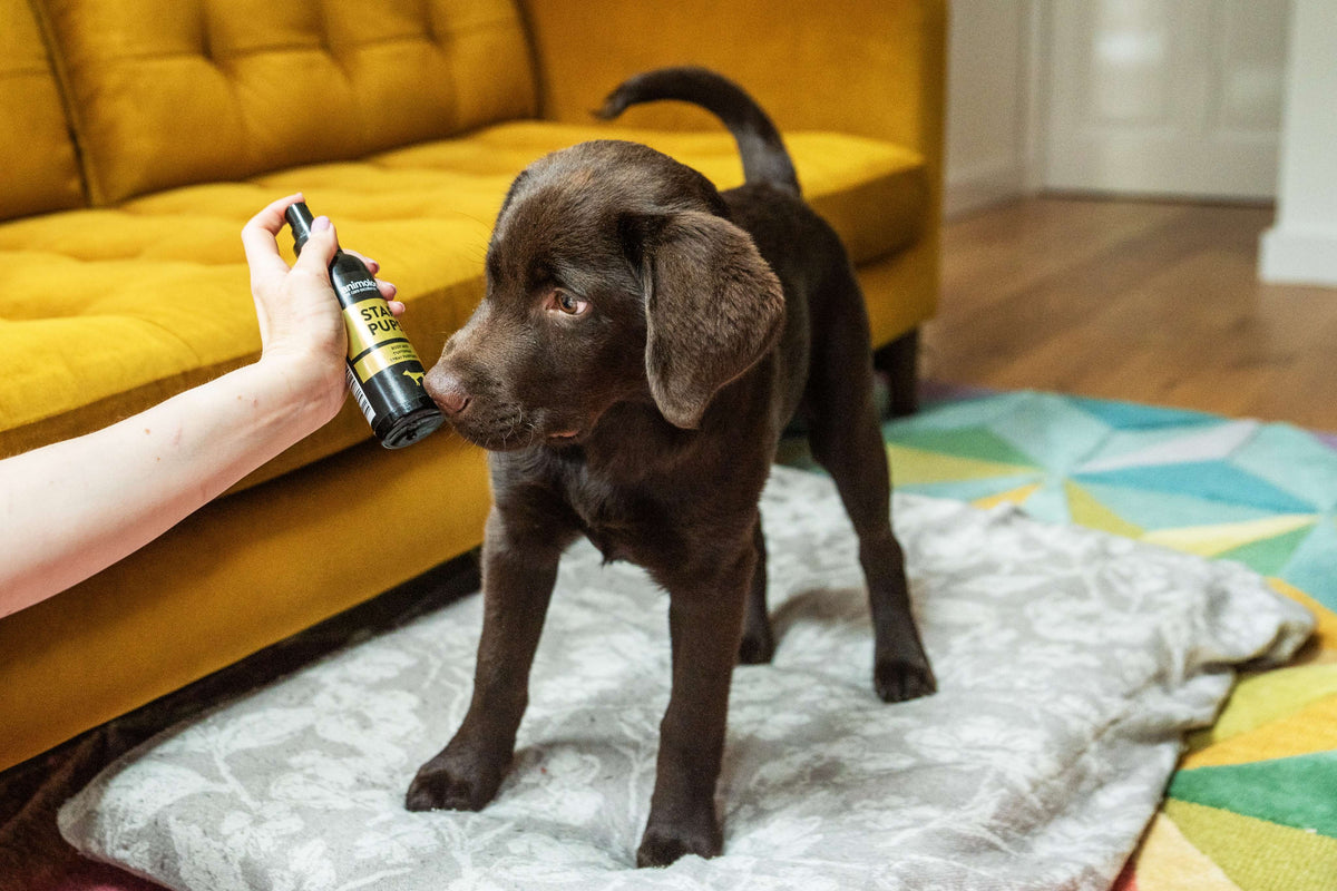 Dog having 'Star Pups' Fragrance Mist used on them by Animology.