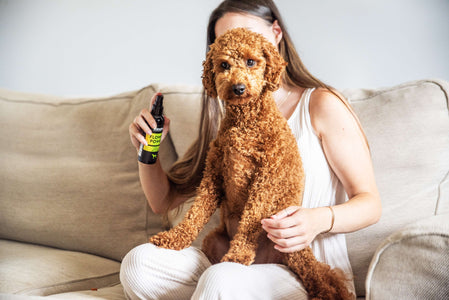 Dog having 'Flower Power' Fragrance Mist used on them by Animology.