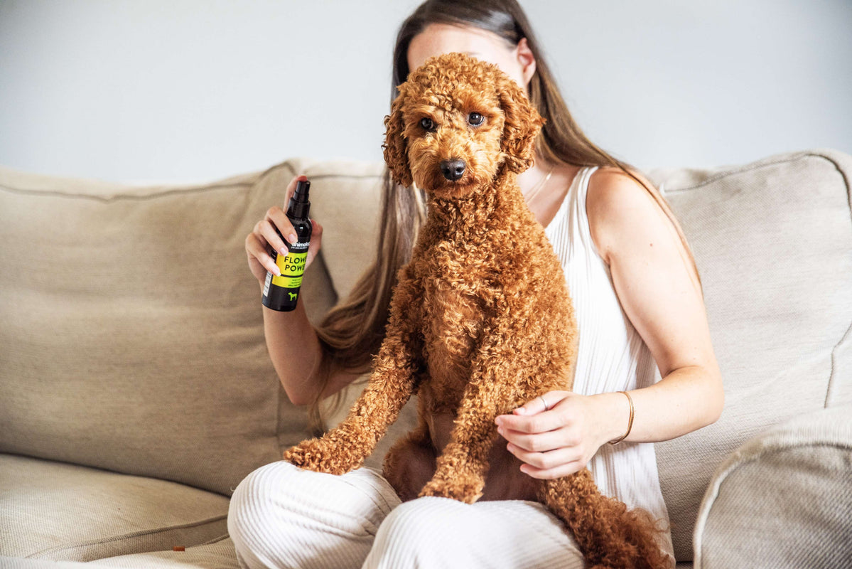 Dog having 'Flower Power' Fragrance Mist used on them by Animology.