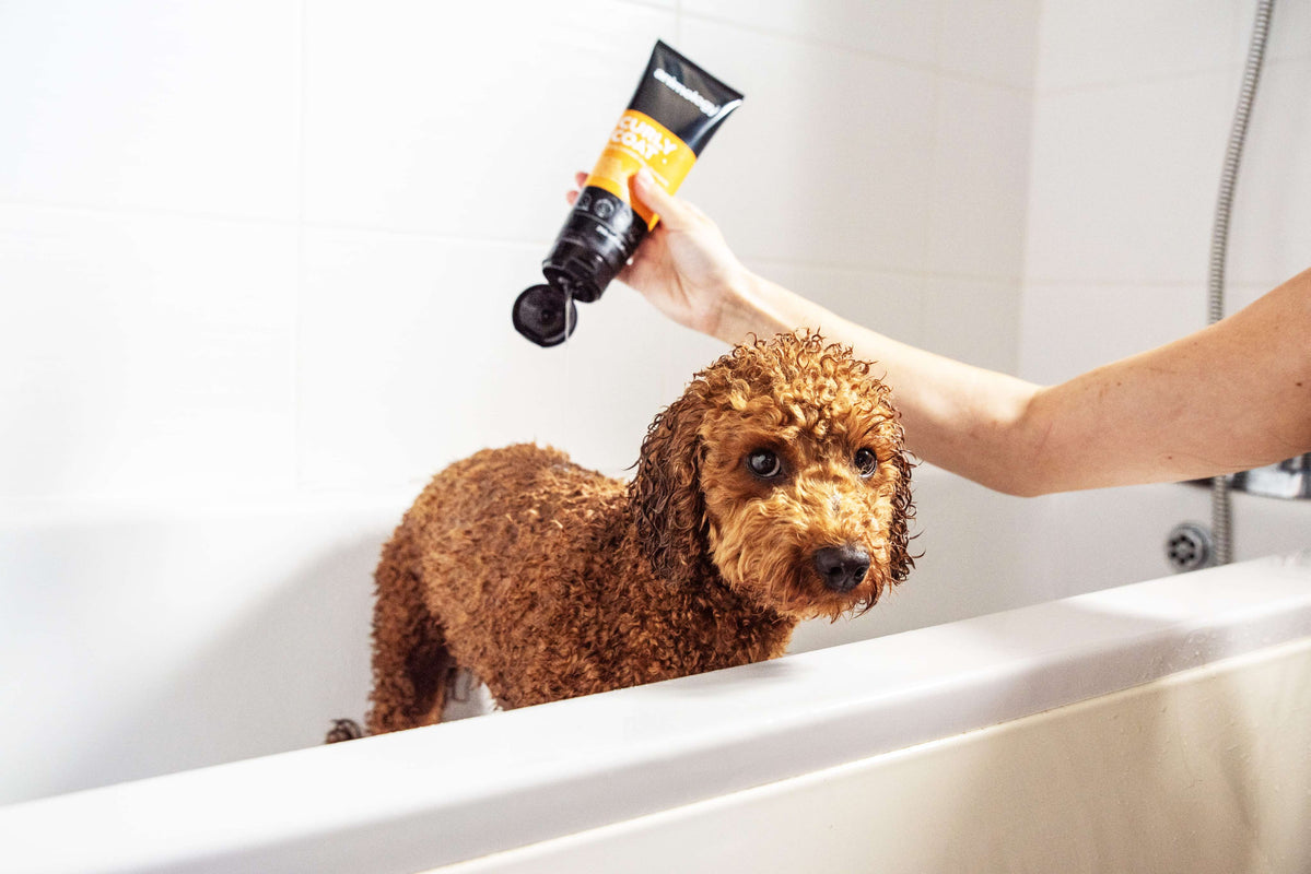 Dog having 'Curly coat' being used on them by Animology.