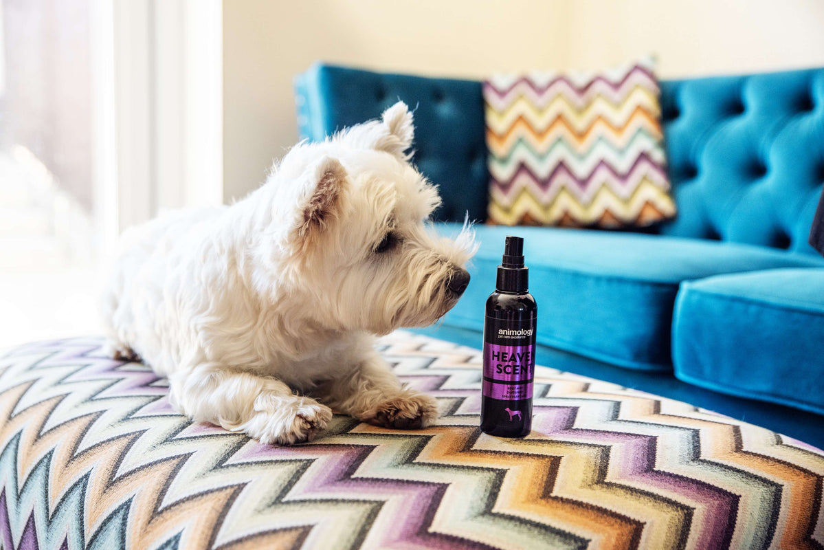 Dog sat next to 'Heaven Scent' body mist by Animology.