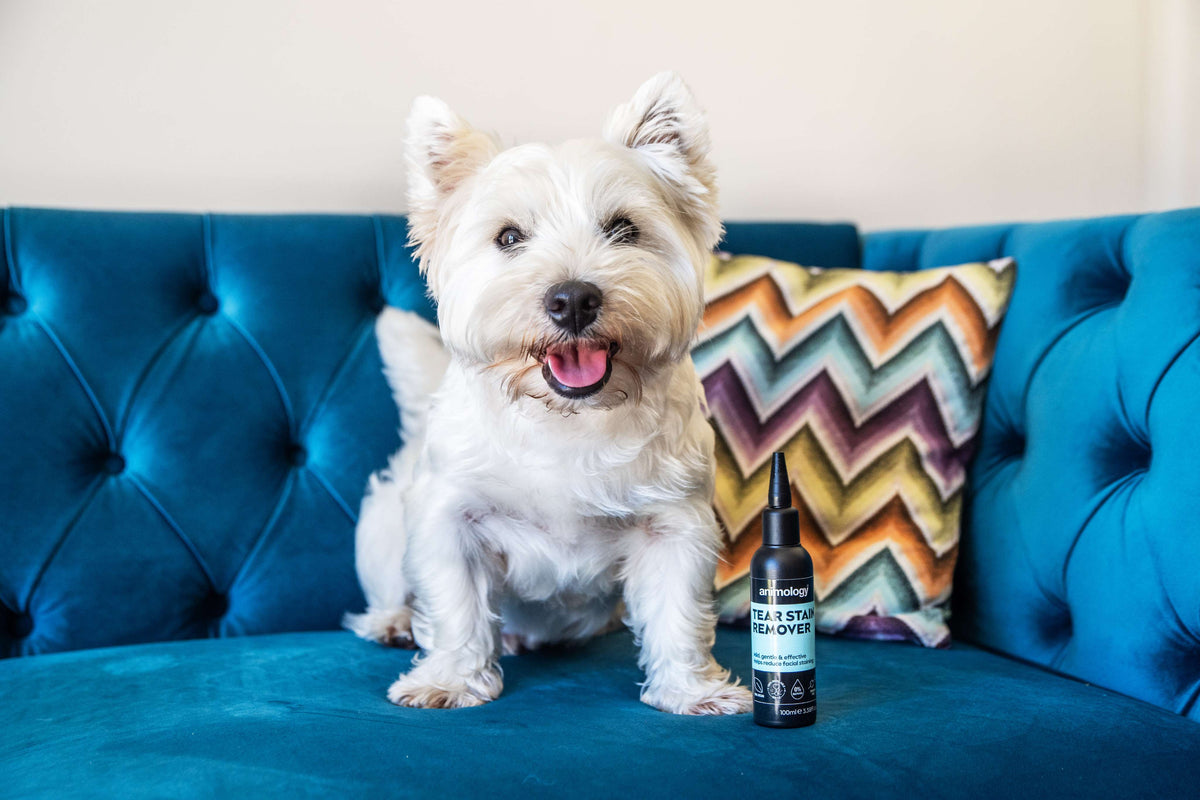 Dog using 'Tear stain remover' by Animology.