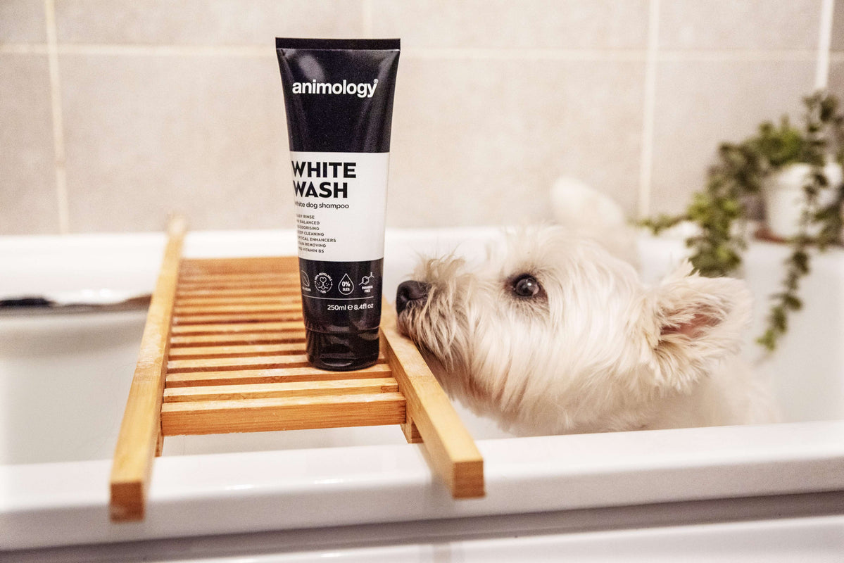 Dog having 'White Wash' being used on them by Animology.