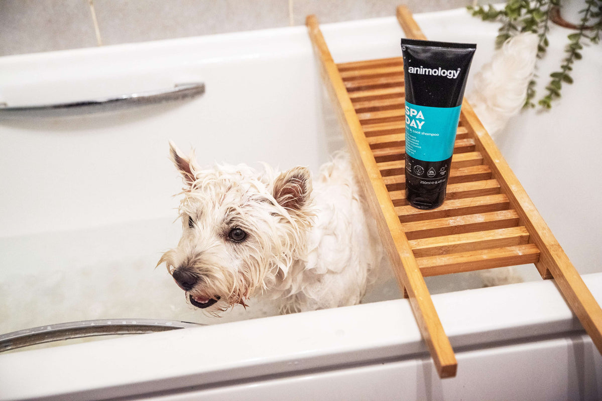 Dog having 'Spa Day' being used on them by Animology.
