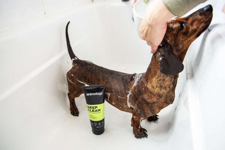 Dog having 'Deep Clean' being used on them by Animology.