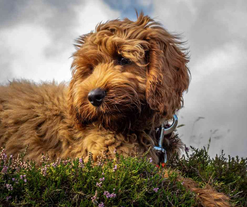9 Hypoallergenic Dog Breeds that Don't Shed | Animology