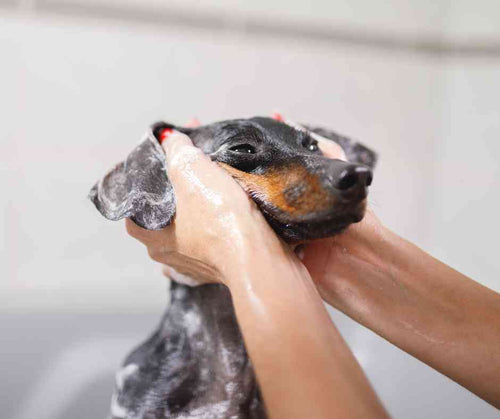 How to Wash Your Puppy in 7 Easy Steps