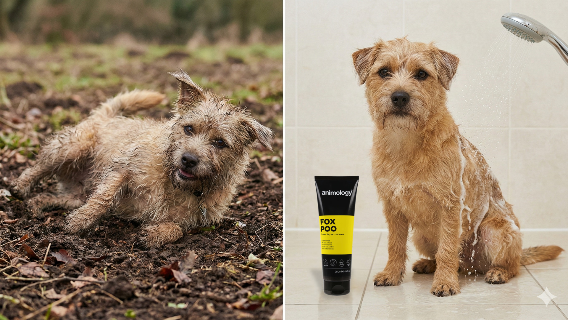 The Dreaded Roll: Why Dogs Love Fox Poo (And How to Erase the Stench Instantly)