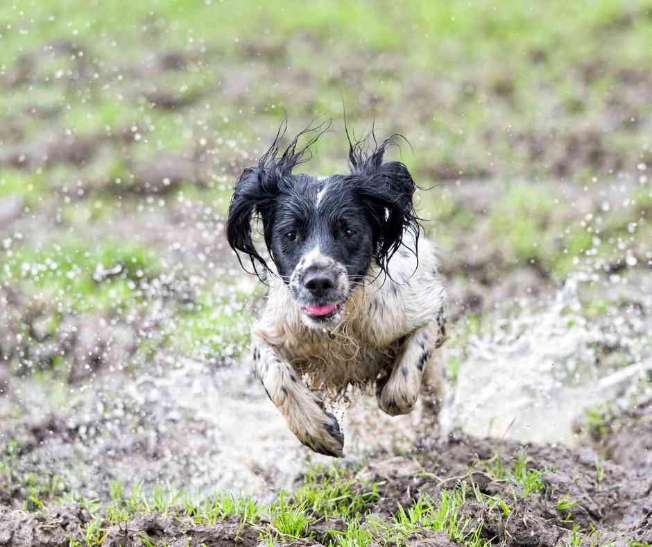 Wet dog on a walk