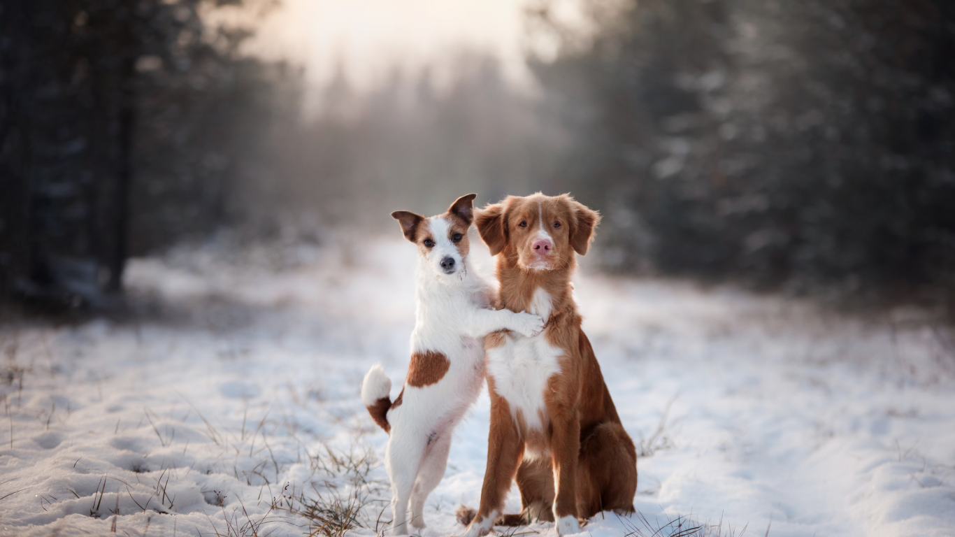 Essential Winter Grooming Tips for Dogs