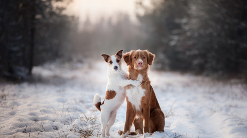 Essential Winter Grooming Tips for Dogs