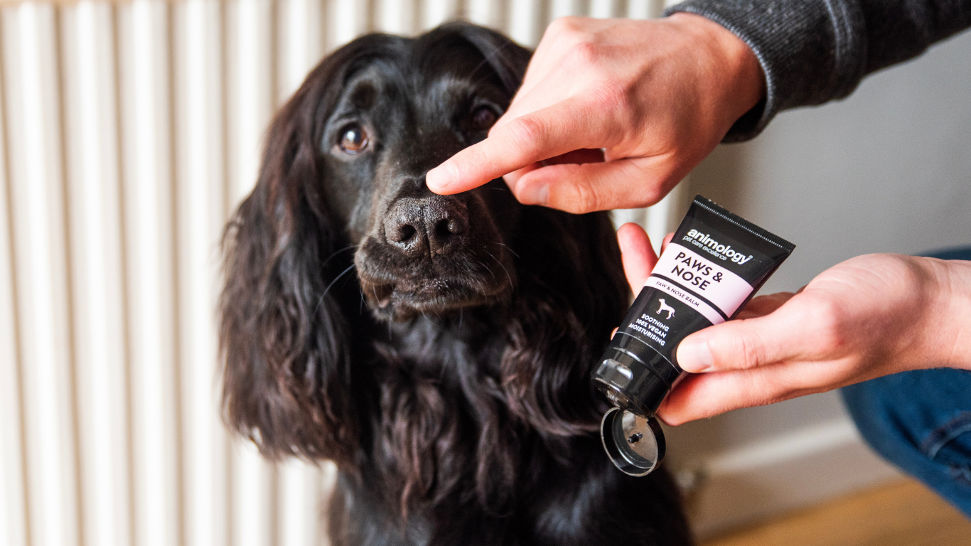 Your Dog’s Paw & Nose Care Guide: Why It Matters Year-Round