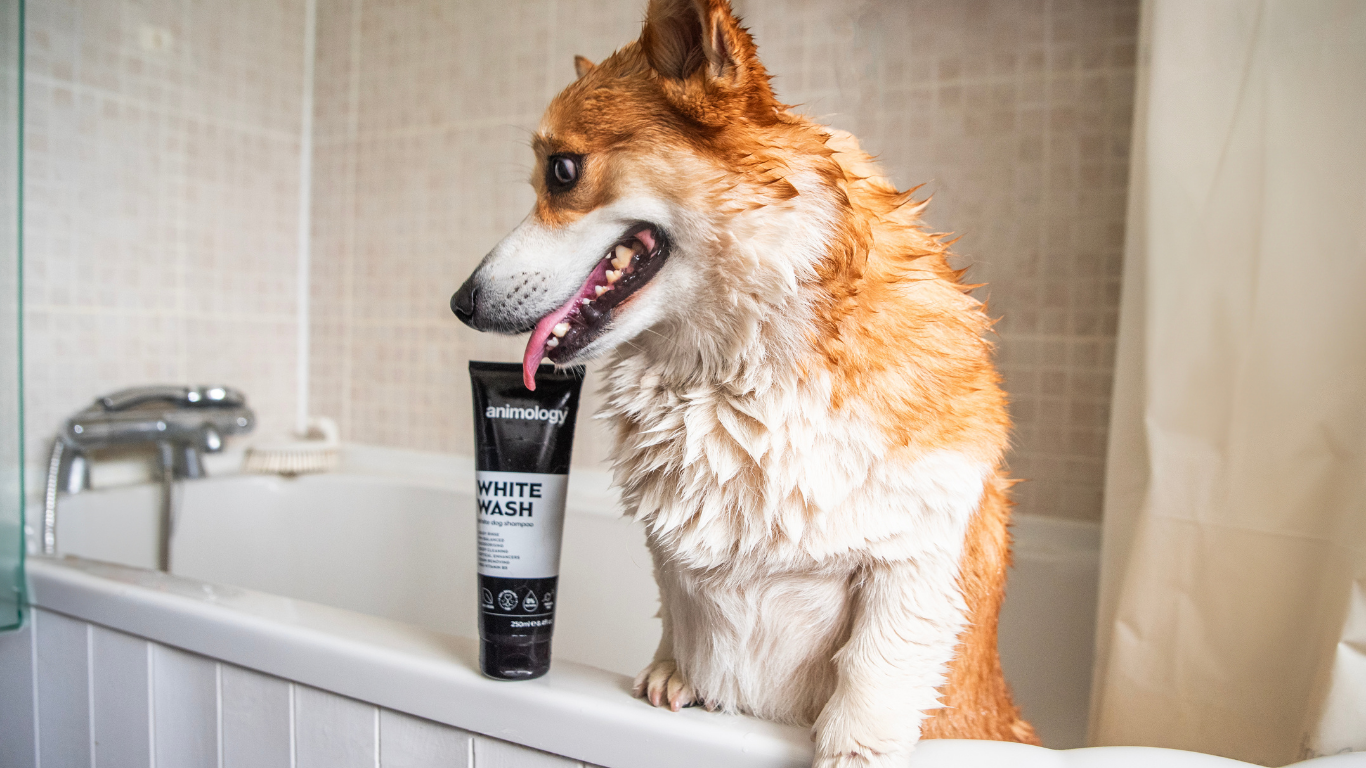 How Often Should I Bathe My Dog? (It Depends on These 5 Things)
