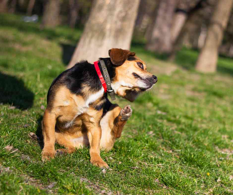 5 top tips for preventing fleas