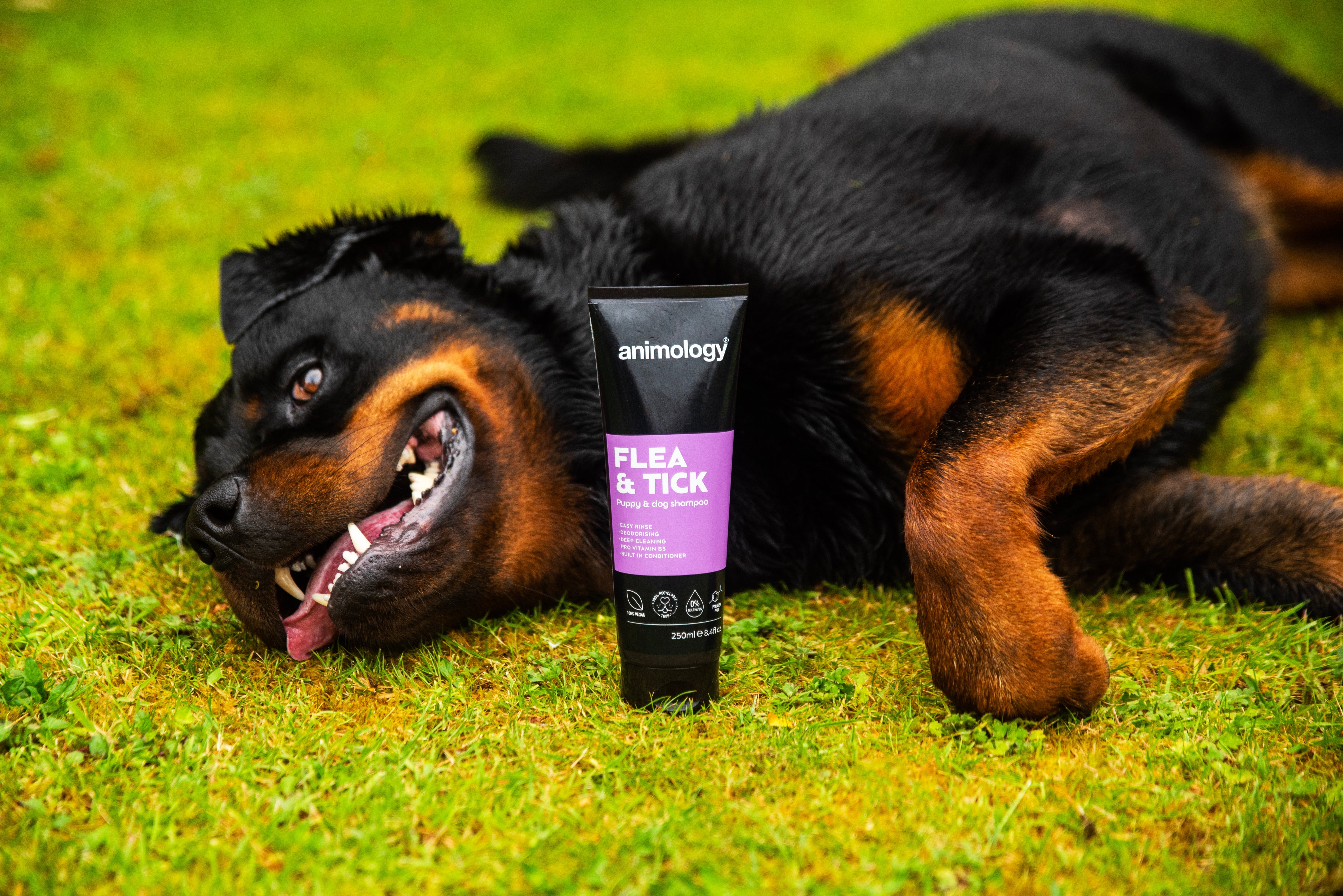 Flea & Tick