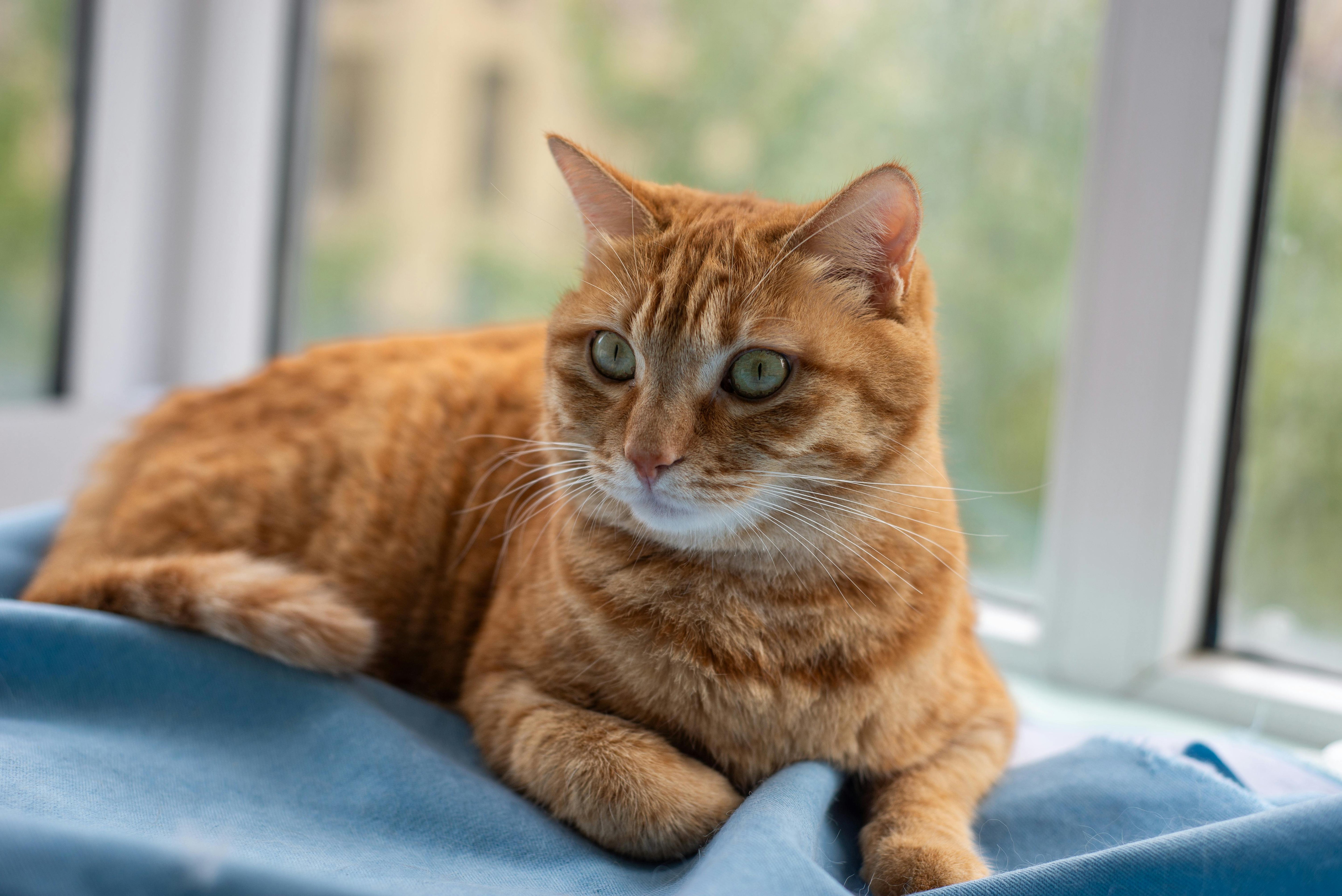Cat