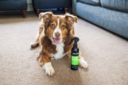 Dog next to the 'stink bomb' Deodorising Dog Spray from Animology.