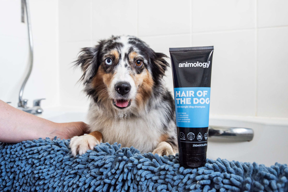 Dog having 'Hair of the dog' being used on them by Animology. 