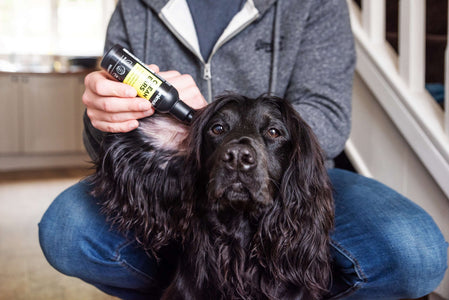 Dog having it's ears cleaned with 'clean ears' by Animology. 