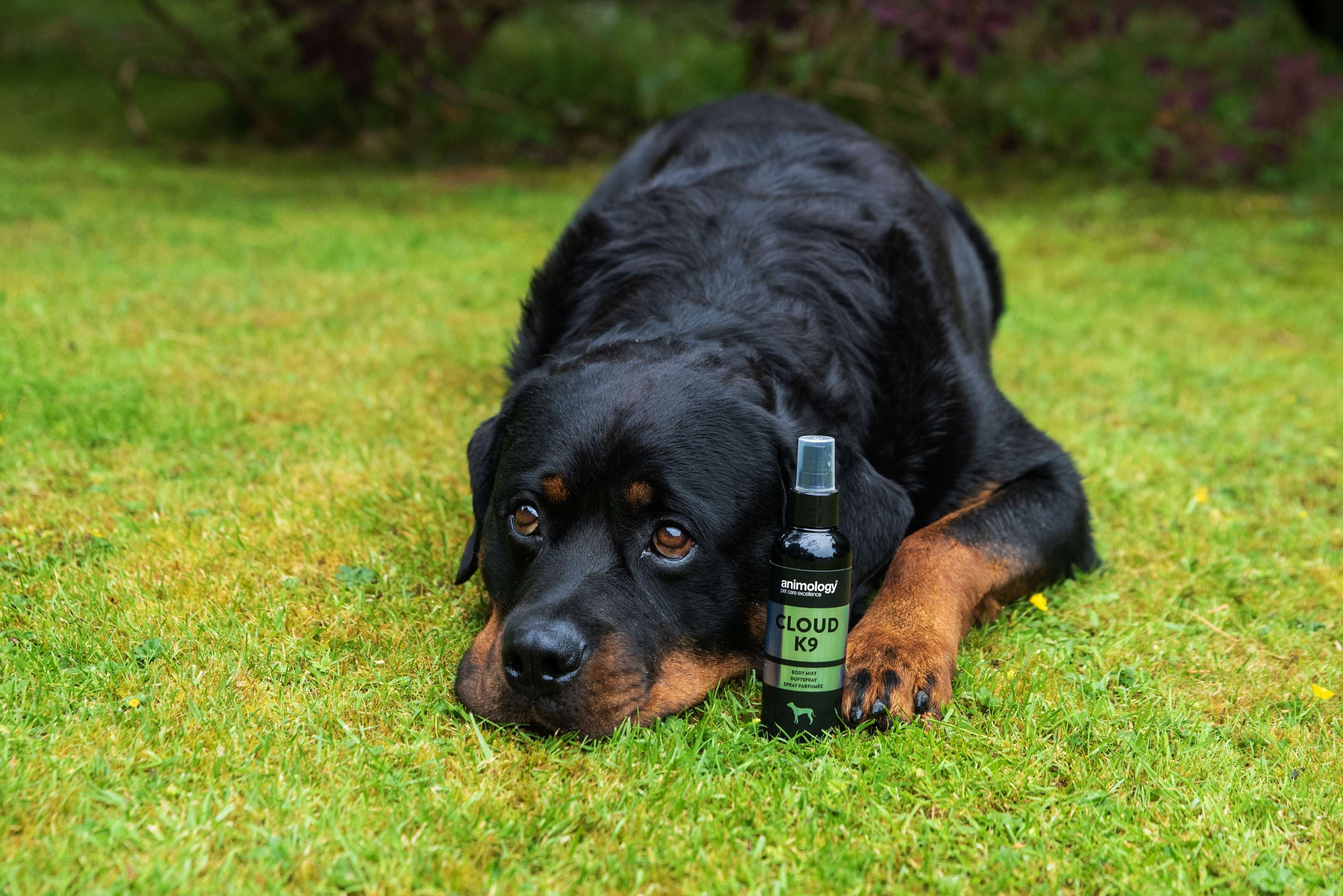 Dog having 'Cloud K9' Fragrance Mist used on them by Animology.