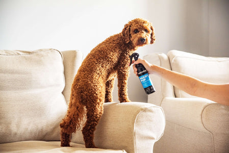 Dog using 'Mucky Pup No Rinse Puppy Shampoo' by Animology.