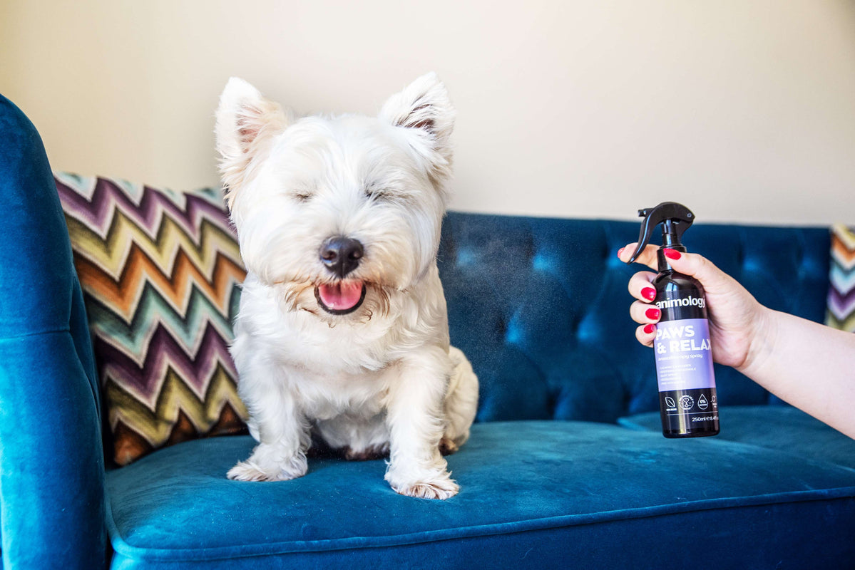 Dog having 'Paws & Relax Aromatherapy Spray' used on them by Animology. 
