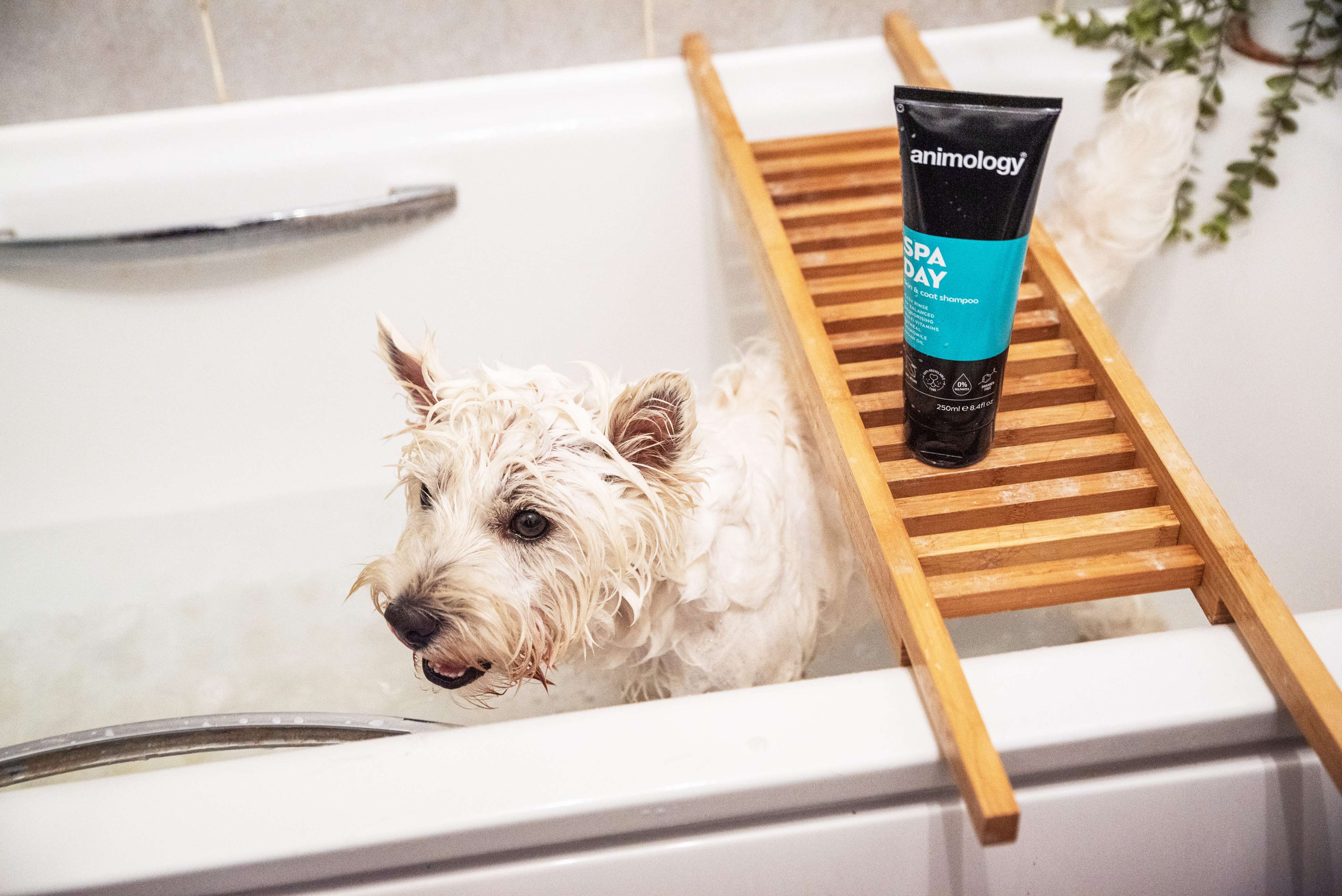 Dog having 'Spa Day' being used on them by Animology.