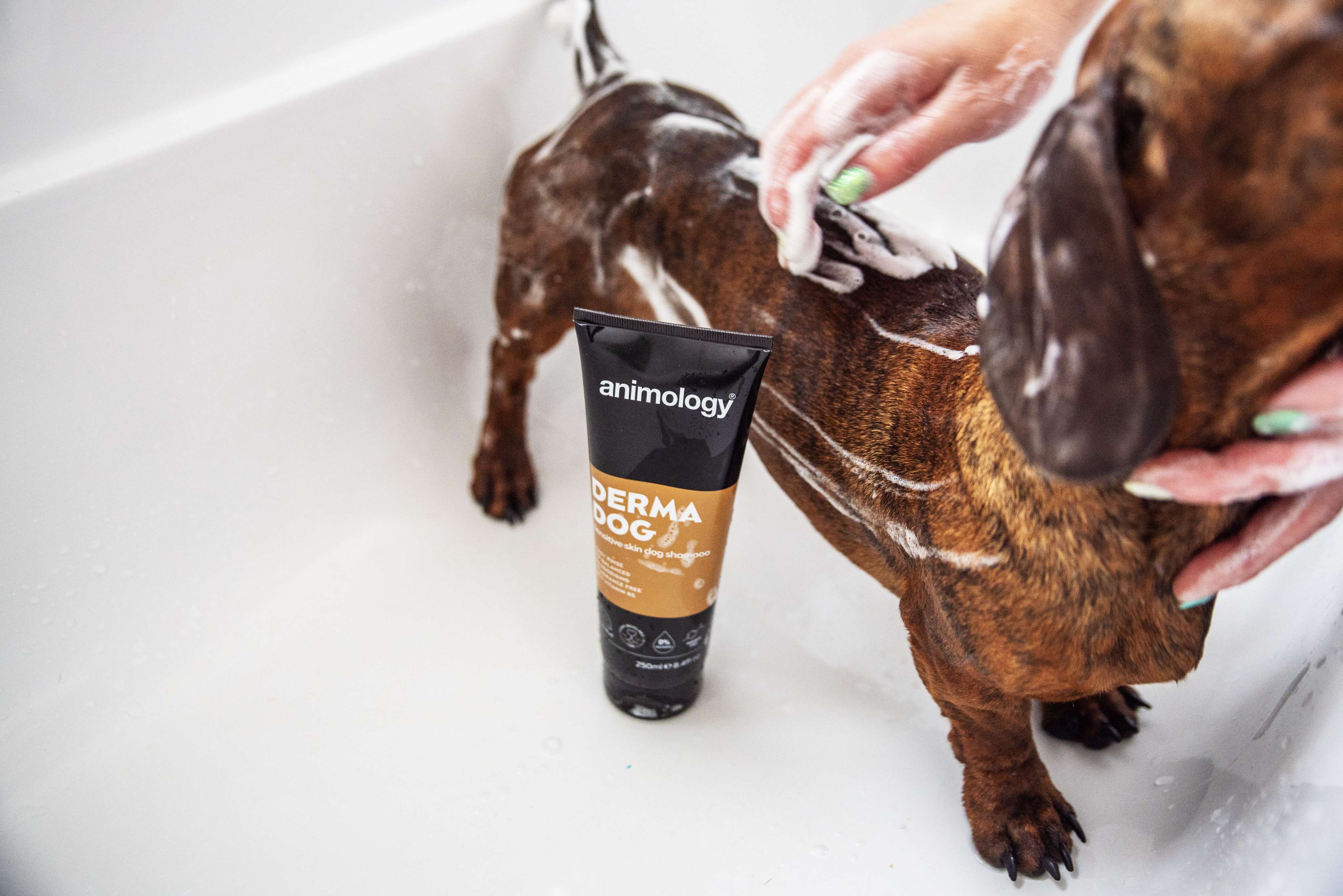 Dog having 'Derma Dog' being used on them by Animology.