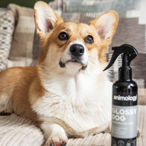 Glossy Dog Conditioning Dog Spray 250ml